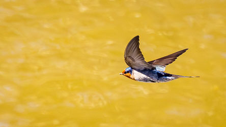 Welcome Swallow flying across a blurred background of muddy Murray River water, highlighting the bird's distinctive colouring and streamlined shape.