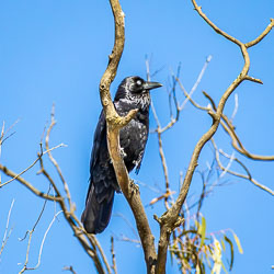 Glossy black raven perched among bare tree branches against a clear blue sky, showing reflective plumage and a pale eye.