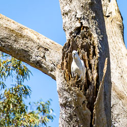 Sulphur-crested Cockatoo standing in a tree hollow within a large river red gum, watching from the entrance.