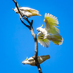 Three Sulphur-crested Cockatoos around a bare tree branch, including one bird landing with wings spread and feet extended against a blue sky.