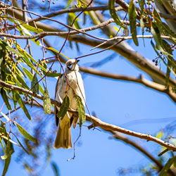 Small pale songbird perched among eucalyptus branches above the Murray River, surrounded by leaves and berries against a blue sky.