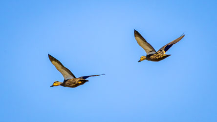 Two Pacific Black Ducks flying in formation against a clear blue sky, their wings extended in near-synchronised positions.