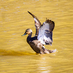 Pacific Black Duck touching down on the muddy waters of the Murray River with wings raised and feet skimming the surface.