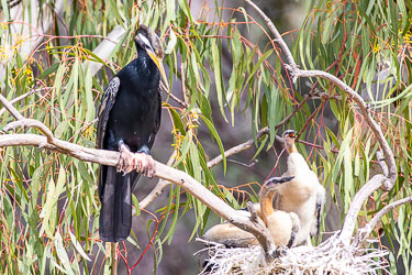 Adult Little Black Cormorant perched beside a nest containing fluffy pale chicks among eucalypt branches over the Murray River.