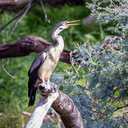 Australasian Darter perched on a tree branch above the Murray River floodplain, showing its long neck, pale breast and slender pointed bill.