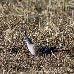 Crested Pigeon foraging among dry grass and stubble, displaying its distinctive crest and red eye.