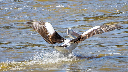 Australian Pelican landing on the Murray River with wings spread wide and feet skimming the water, creating a splash behind the bird.
