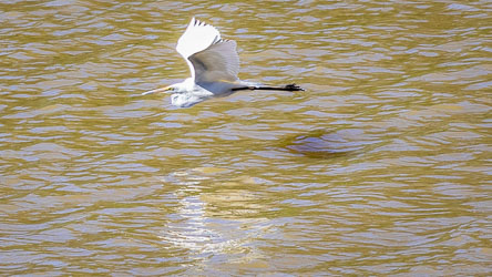 Great Egret flying low over the muddy waters of the Murray River, with wings raised and a faint reflection visible on the surface below.