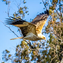 Whistling Kite flying low above Murray River floodplain woodland, showing pale head, broad wings and long tail.