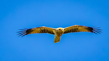 Head-on view of a Whistling Kite in flight, showing fully extended wings and pale head against clear blue sky.