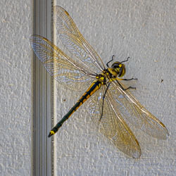 Green and yellow dragonfly resting on a cabin wall, displaying four transparent wings with intricate vein patterns and a long blue-green abdomen.