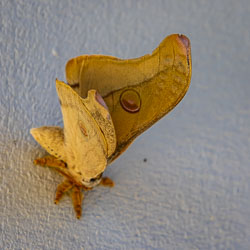 Large tan moth resting on a cabin wall with one hindwing raised, revealing a prominent eye-spot and furry orange legs.