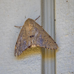 Brown speckled moth resting on the exterior wall of a riverside cabin, showing triangular wings and a furry thorax.
